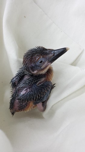 Baby micronesian kingfisher chick. Image Credit: Victoria Lake, Smithsonian Conservation Biology Institute