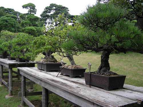 bonsai_tree_art_garden