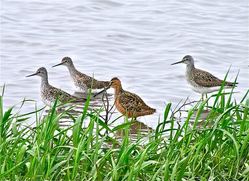Long-billed Dowitcher with Lesser Yellowlegs 03