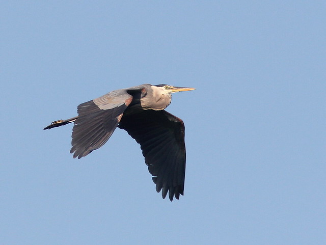 Great Blue Heron 20110706