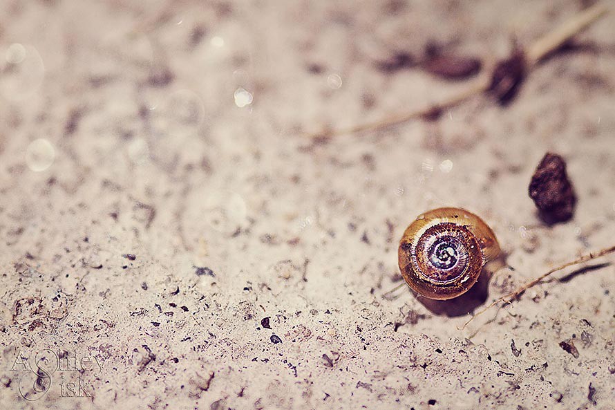 Snail Shell RS