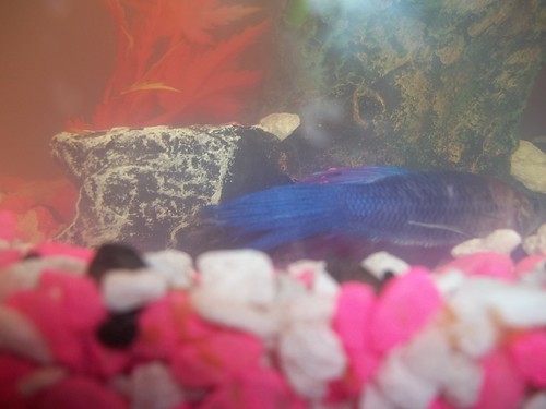 Emily's Fish Blue!
