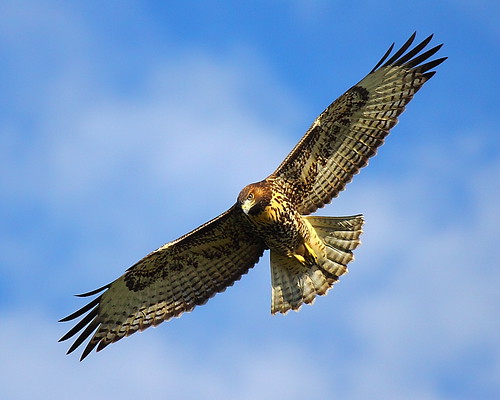 IMG_0766 Red-Tailed Hawk, Modoc National Wildlife Refuge by ThorsHammer94539