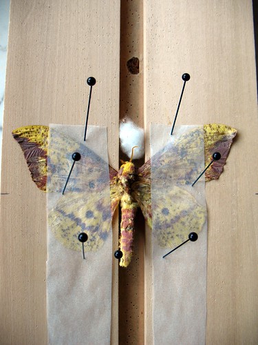 Imperial moth, Eacles imperialis