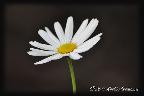 201-365 White Daisy