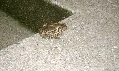 Ptw A frog on our porch