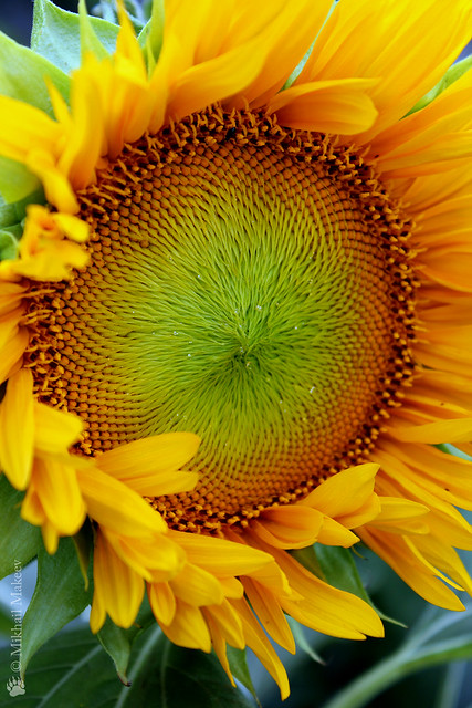 Подсолнух Санспот (Sunspot), Подсолнечник однолетний —  Sunflower 'Sunspot' (dwarf Sunflower), Helianthus annus