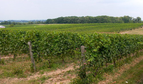 tawse vineyard
