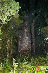 The Waipoua Forest, Te Matua Ngahere (Father of the Forest), oldest and largest tree in New Zealand