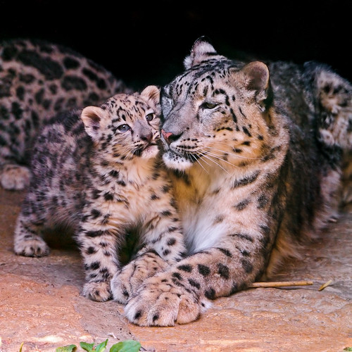 フリー写真素材|動物|哺乳類|豹・ヒョウ|雪豹・ユキヒョウ|家族・親子（動物）|