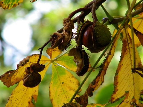 Chestnut Ripening on Tree - Kastanien reifen am Baume by abracacamera