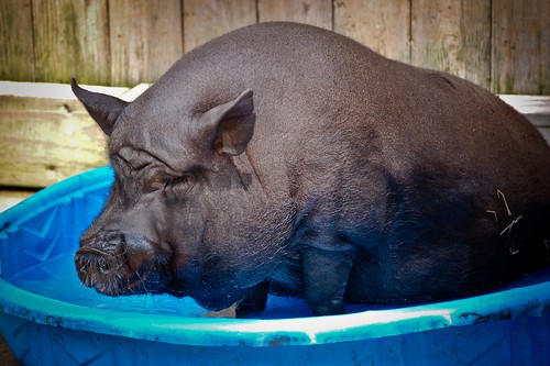 Pot Bellied Pig in his Pool