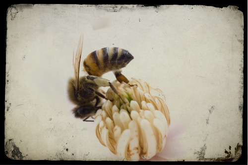 to bee or not to bee!