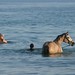 Ate os cavalos nao resistem ao lago