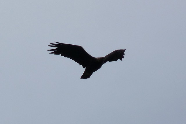 24558 - Golden Eagle, Isle of Mull
