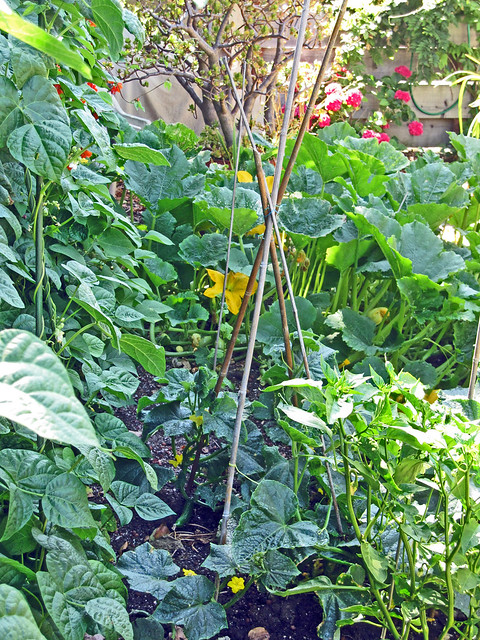 beans, cucumbers, bell peppers, squash in Alice's garden
