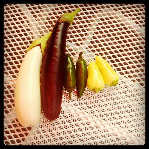 eggplants and hot peppers from the patio garden