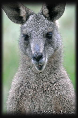 204-365 Kangaroo close up