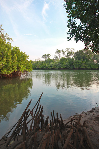Mangroves at sunset, Embley River