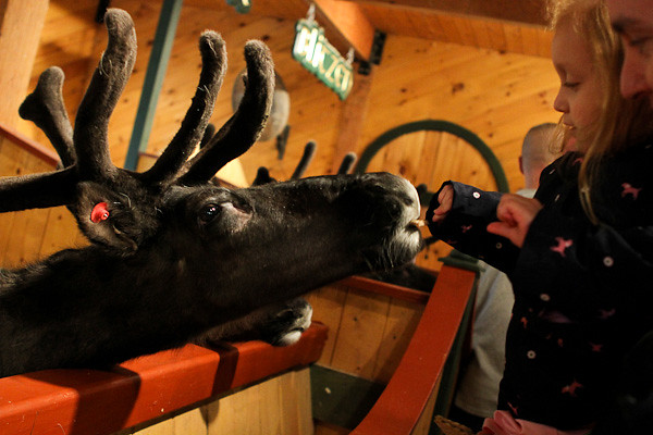 feeding reindeer.jpg