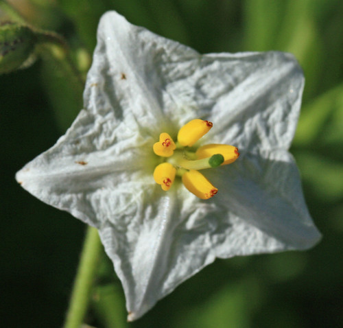 White Star Flower