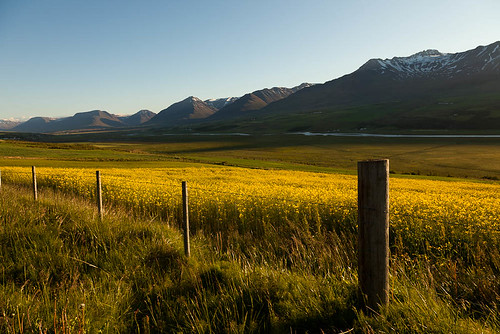 Yellow field by Guðný Pálína