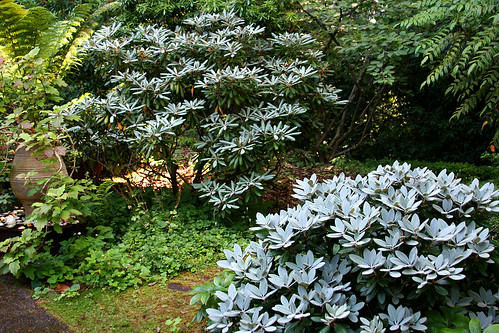 gray new foliage on rhodies