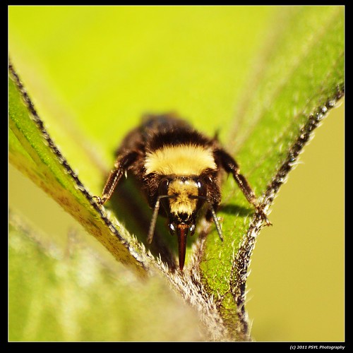 Unknown Bumblebee (Bombus spp.)