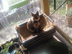 Milly sunning herself on the worm farm in the greenhouse