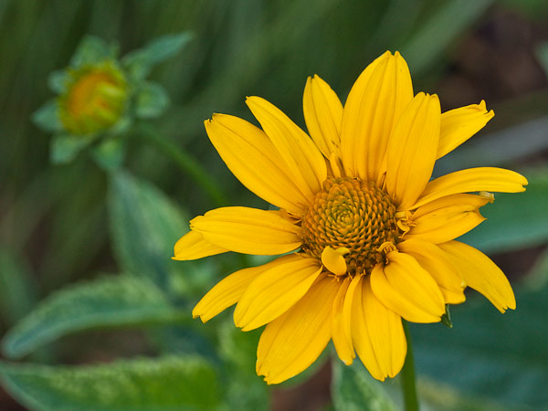 'Loraine Sunshine' False Sunflower