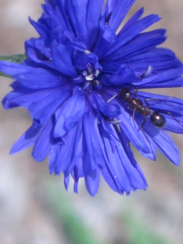 ant on flower