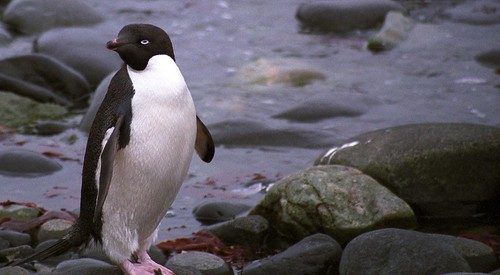 Penguin, Antarctica by rick ligthelm