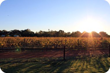 sunset over the vines..
