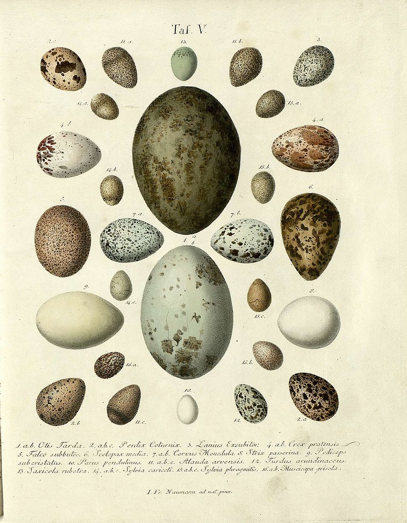 Die Eier der Vögel Deutschlands a, 1818