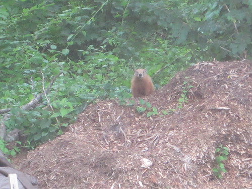 another ground hog has appeared!