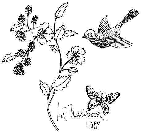 Mariposa drawing