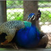 Peacock sitting 