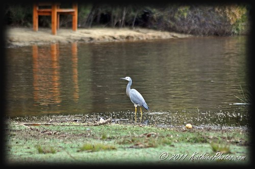 White faced heron at the lake