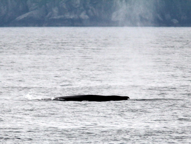 Whale 20110625
