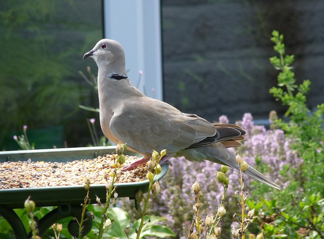 24697 - Collared Dove, Garden
