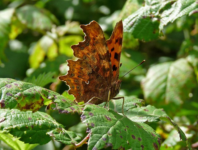24705 - Comma, Millwood, Gower