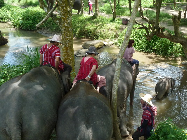 ¡TAILANDIA EN CHANCLETAS! - Blogs de Tailandia - Patara Elephant Farm (29)