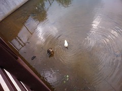  Ducks 