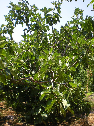 fig tree