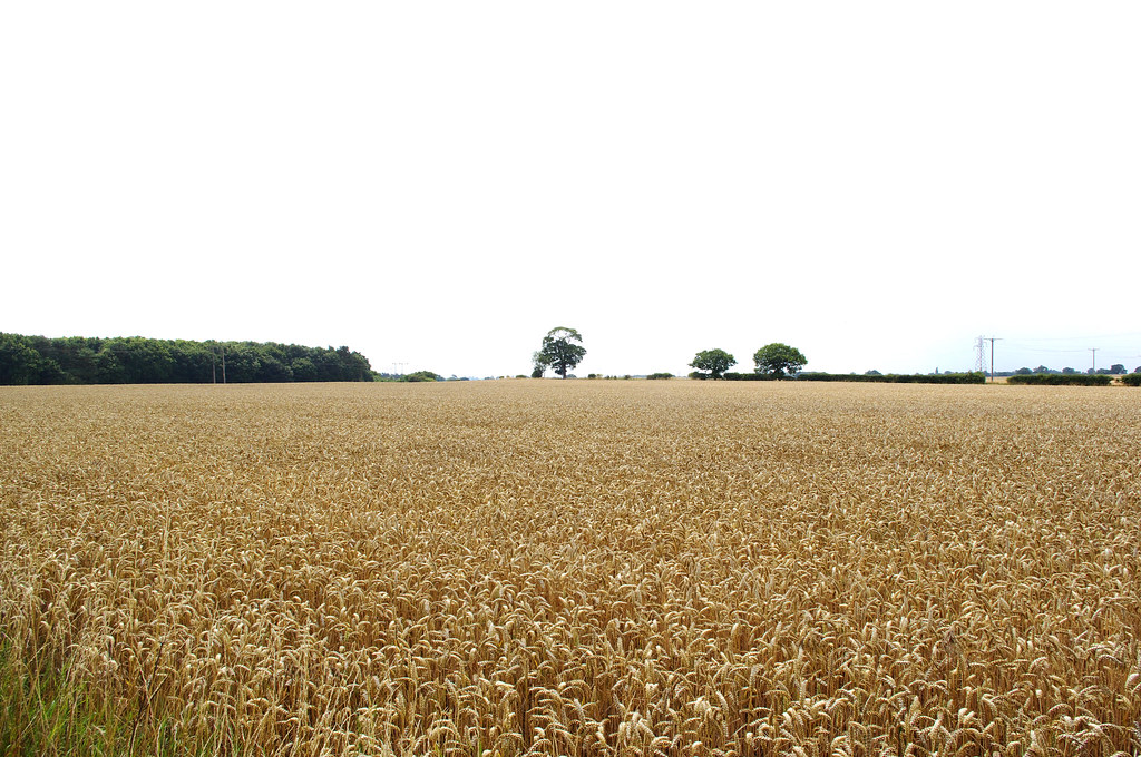 Wheat Field Approaching Storm 1