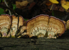 Violet Toothed Polypore