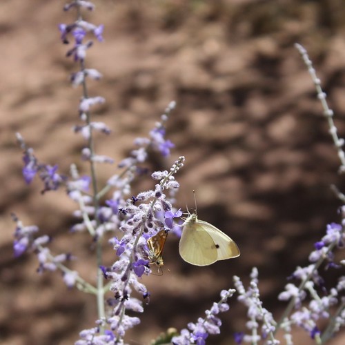 Butterfly at Pecos National Monument