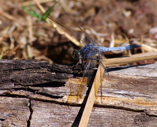 Blue Dragonfly - Broome Bird Observatory - Kimberley, Western Australia