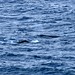 As baleias Humpback