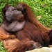 Os orangotangos dao show...